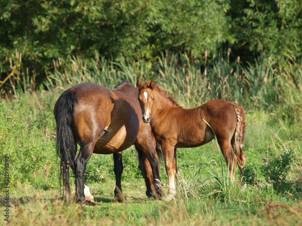 Beautiful Mare and Foal