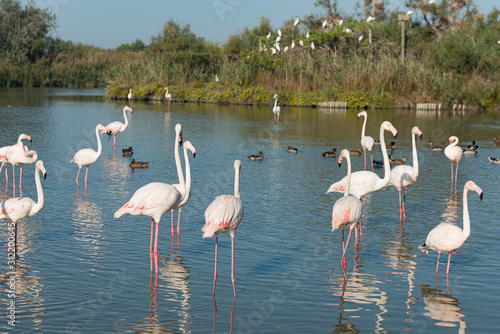 Pink flamingo of the Camargue  France