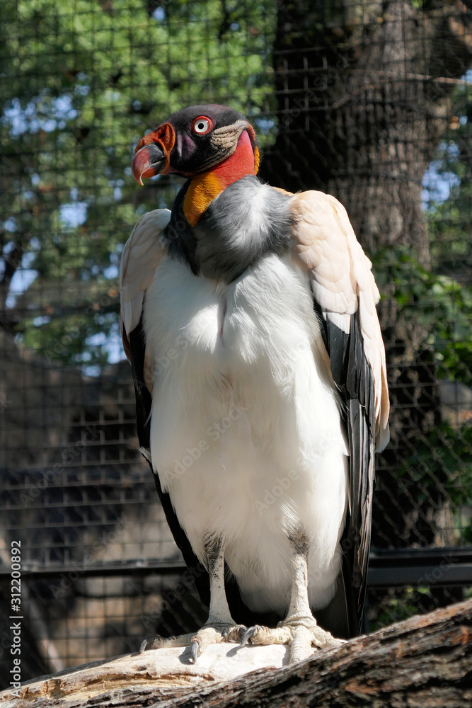 Fototapeta premium Vogel