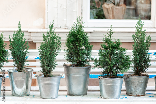 decoration from buckets with a thuja, an iron bucket as a flowerpot for an evergreen plant on a white wooden bench in the street of the restaurant.Lemon cypress tree plants © Надія Коваль