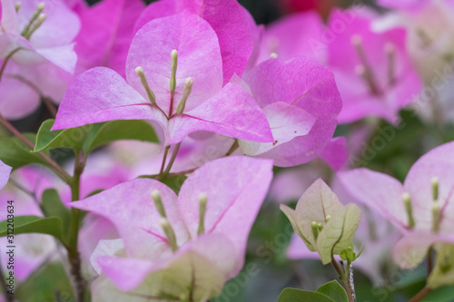 Fototapeta Naklejka Na Ścianę i Meble -  Pink flowers, bright, beautiful, background, blur, nature