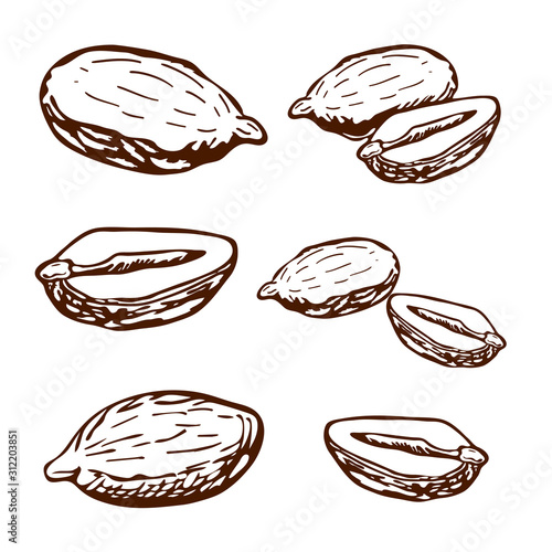 hand drawn vector peanuts collection. engraved peanuts seeds in retro vintage style isolated on white background. organic snack. bar or pub food, beer appetizers. Peanut butter food ingredient