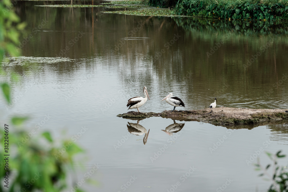 pelicans on a lake with their reflections,  Australia