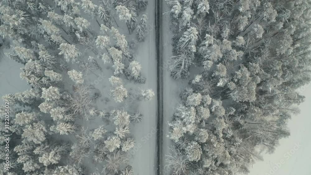 The top view of the pine trees while the snow is raining The top view of the pine trees while the snow is raining