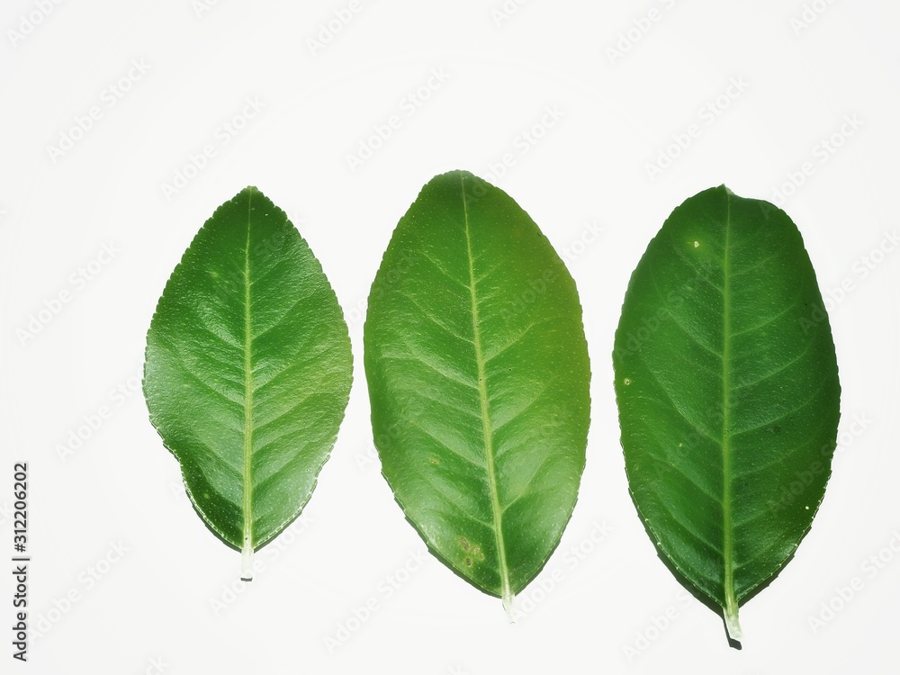 green leaf isolated on white background green leaf isolated on white background