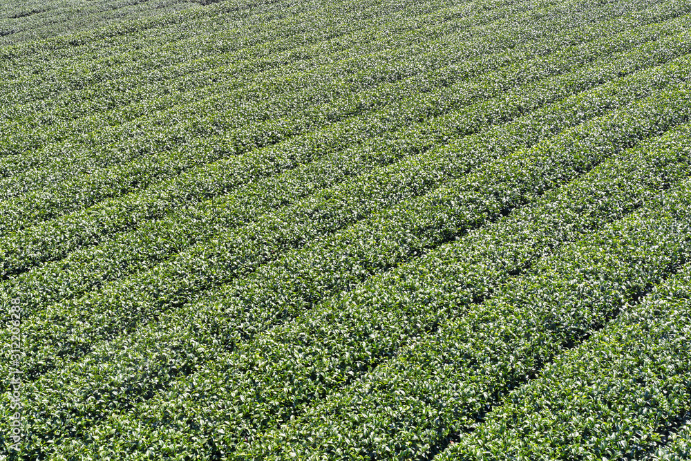 Beautiful tea garden rows scene isolated with blue sky and cloud, design concept for the tea product background, copy space, aerial view Beautiful tea garden rows scene isolated with blue sky and cloud, design concept for the tea product background, copy space, aerial view