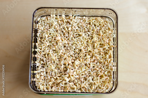 Buckwheat sprouting