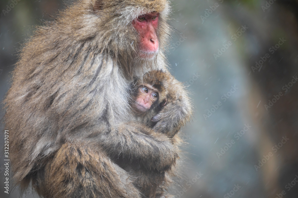 Naklejka premium The Japanese macaque, also known as the snow monkey