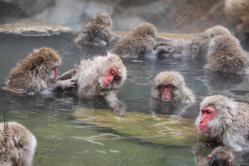 Billede på lærred The Japanese macaque, also known as the snow monkey