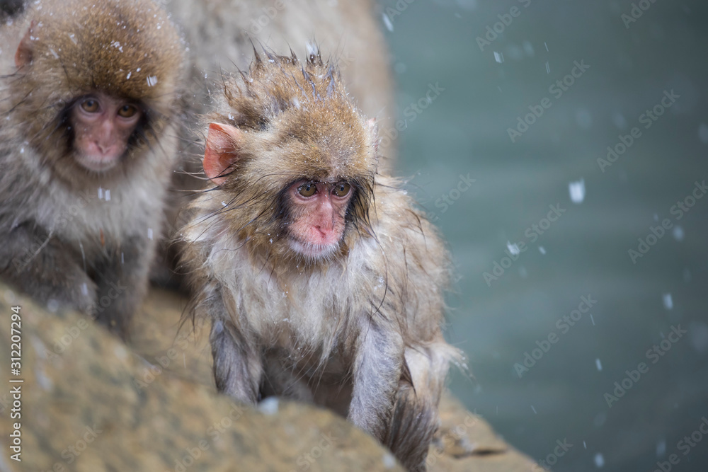Fototapeta premium The Japanese macaque, also known as the snow monkey