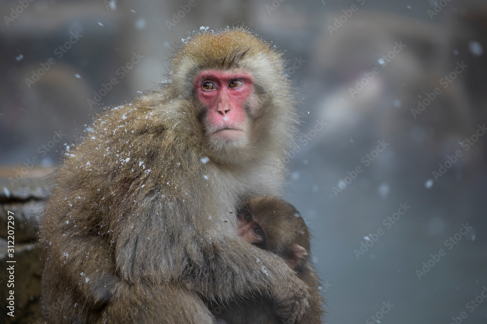 Naklejka premium The Japanese macaque, also known as the snow monkey