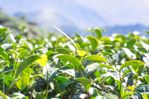Photography Beautiful green tea crop leaf in the morning with sun flare sunlight, fresh sprout on the tree plant design concept, close up, macro