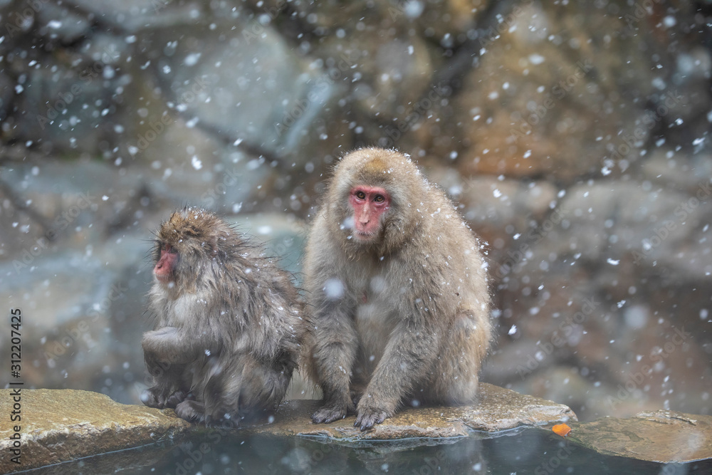 Naklejka premium The Japanese macaque, also known as the snow monkey