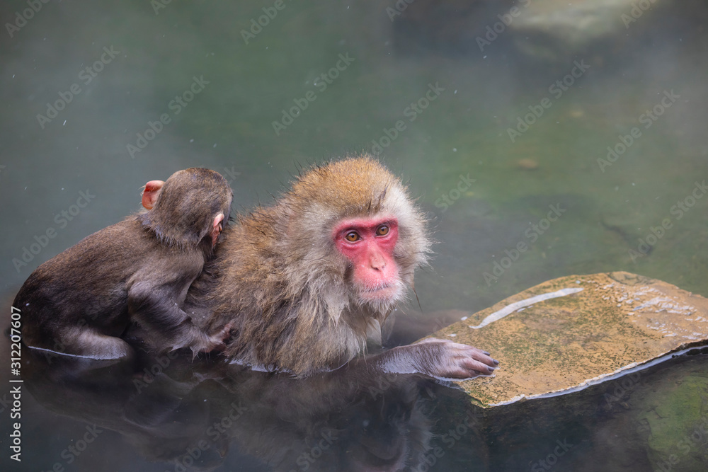 Fototapeta premium The Japanese macaque, also known as the snow monkey