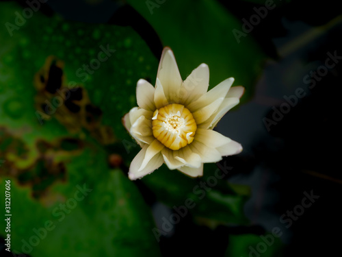 White Lotus Blooming on The Center