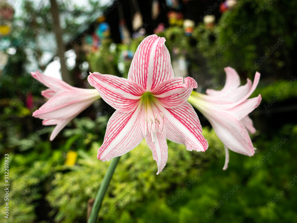 Fototapeta premium Star Lilly Flower Blooming in All Four Directions