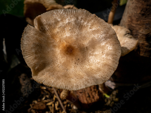 Edible Mushrooms Growing under A Plant