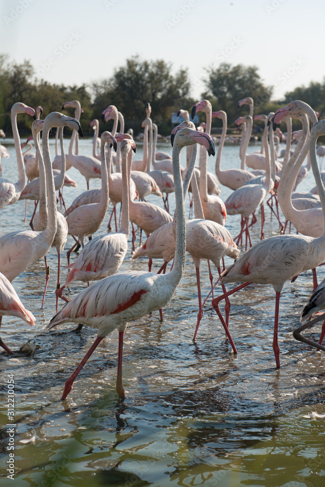 Obraz premium Pink flamingo of the Camargue, France