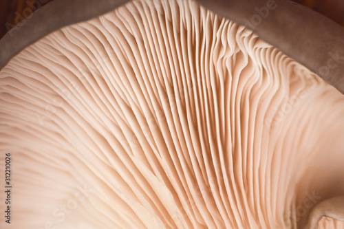 Close up of mushroom gills. Abstract nature background, macro shot of oyster mushroom gills