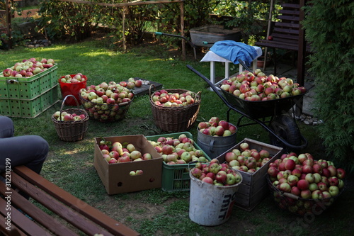 Harvested apples in the garden