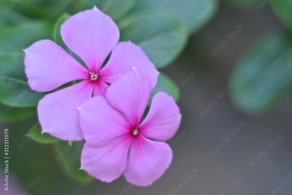 purple flower