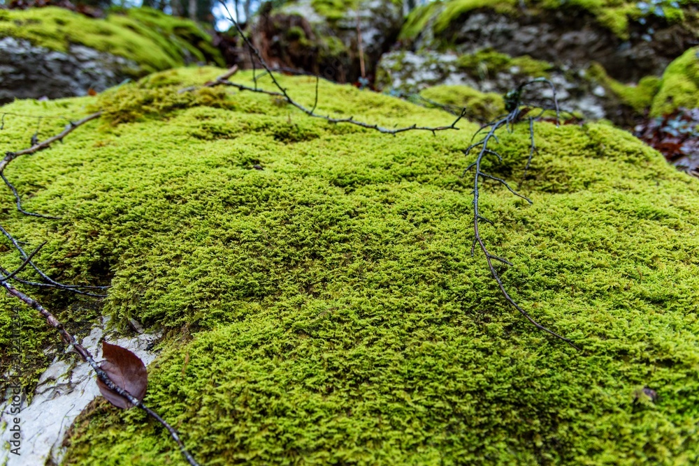 Close up on Green moss on rock