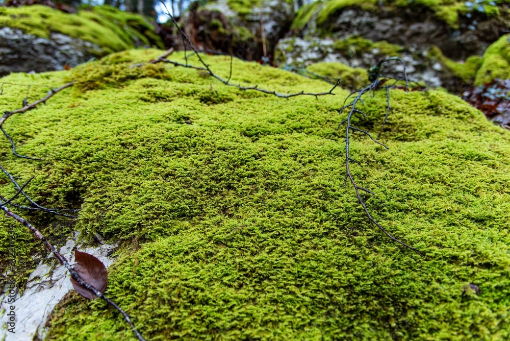 Close up on Green moss on rock Close up on Green moss on rock