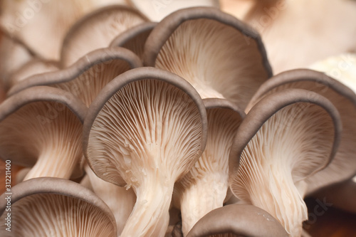 Fresh oyster mushrooms. (Pleurotus ostreatus). Vegetarian food, healthy mushroom close up