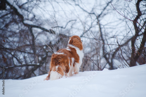 Dog cavalier king charles spaniel backside in the snow