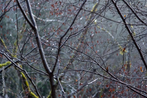 Focus on branches of trees in wet forest 