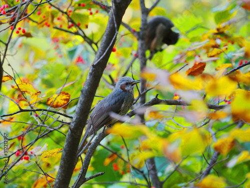 Brown-eared Bulbul  photo