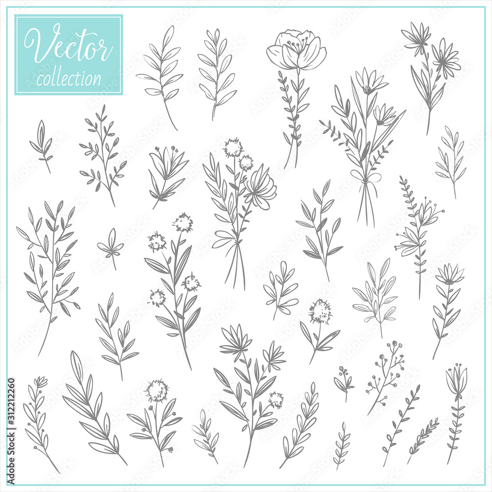 Hand Drawn Botanical Flowers. Set of plant elements. Vector Collection of Illustrations. Hand sketched vector vintage elements (leaves and flowers). Wedding decorations
