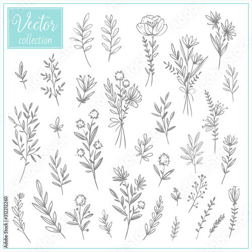 Hand Drawn Botanical Flowers. Set of plant elements. Vector Collection of Illustrations. Hand sketched vector vintage elements  leaves and flowers . Wedding decorations