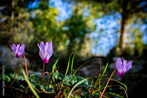 Wild cyclamen (Cyprus cyclamen) by spring time in forest and sunset backgroun...