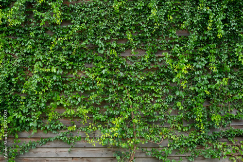 .Ivy background