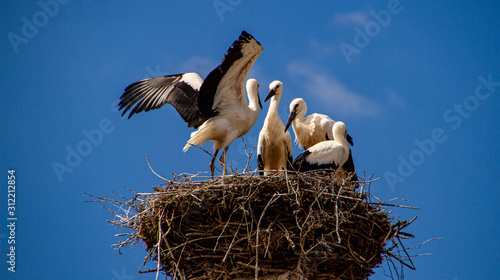 Flying exercise of young storks