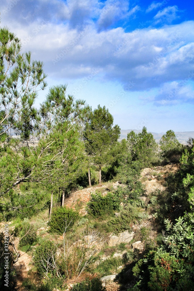 Countryside landscape with native bushes and conifers
