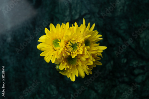 Top view Yellow chrysanthemum photo