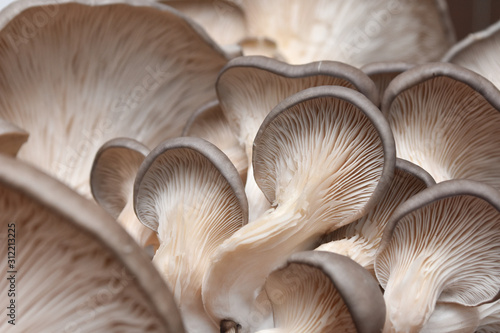 Fresh oyster mushrooms. (Pleurotus ostreatus). Vegetarian food, healthy mushroom close up