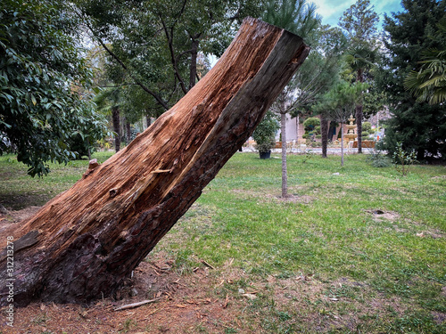 old tree trank in the park photo