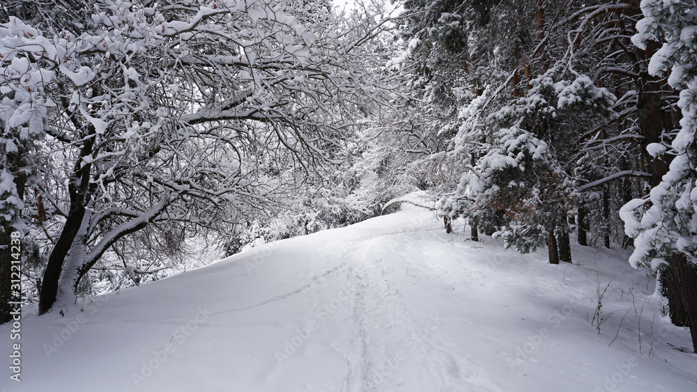 Obraz premium Coniferous trees are covered with snow. Festive mood. Branches in the snow. Big drifts around. White fluffy snow falls in the forest. Winter fairy tale in the Tien Shan mountains, Kazakhstan, Almaty