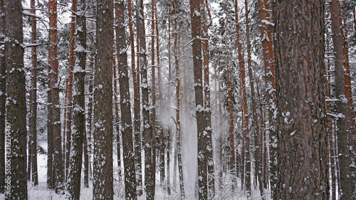 White fluffy snow falls in the forest. Coniferous trees are covered with snow. Festive mood. Branches in the snow. Big drifts around. Winter fairy tale in the Tien Shan mountains, Kazakhstan, Almaty