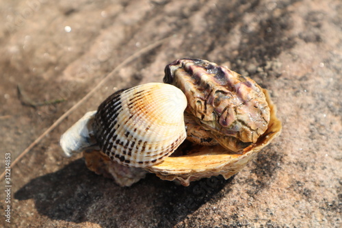 sea shell on the beach © Antara