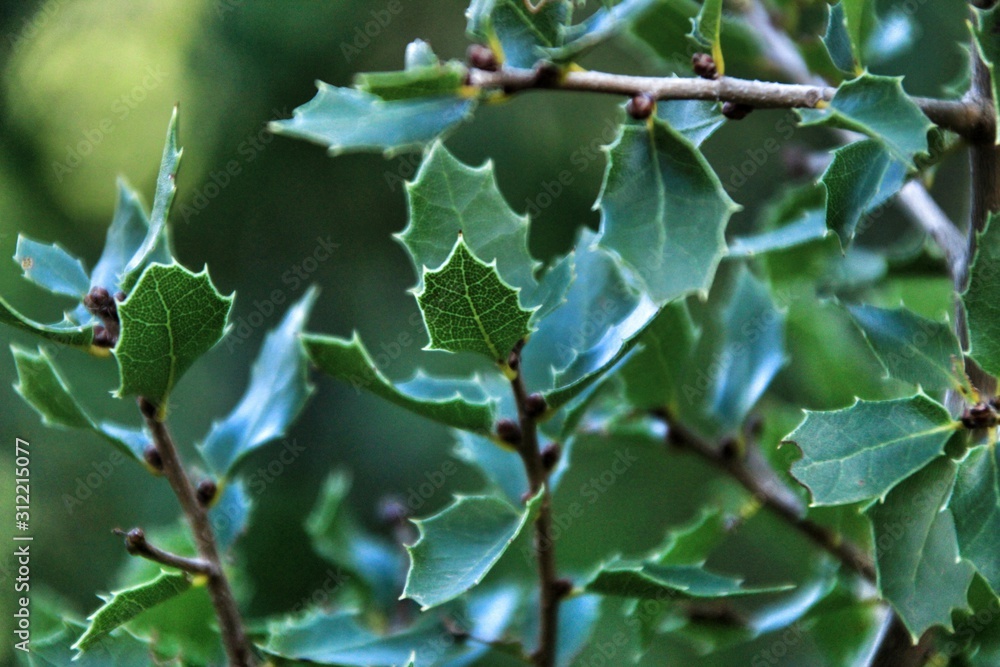 Beautiful native Quercus Coccifera plant in the mountain Beautiful native Quercus Coccifera plant in the mountain