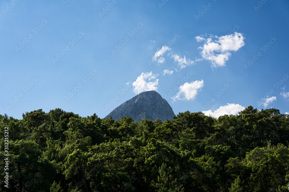 mountain and forest