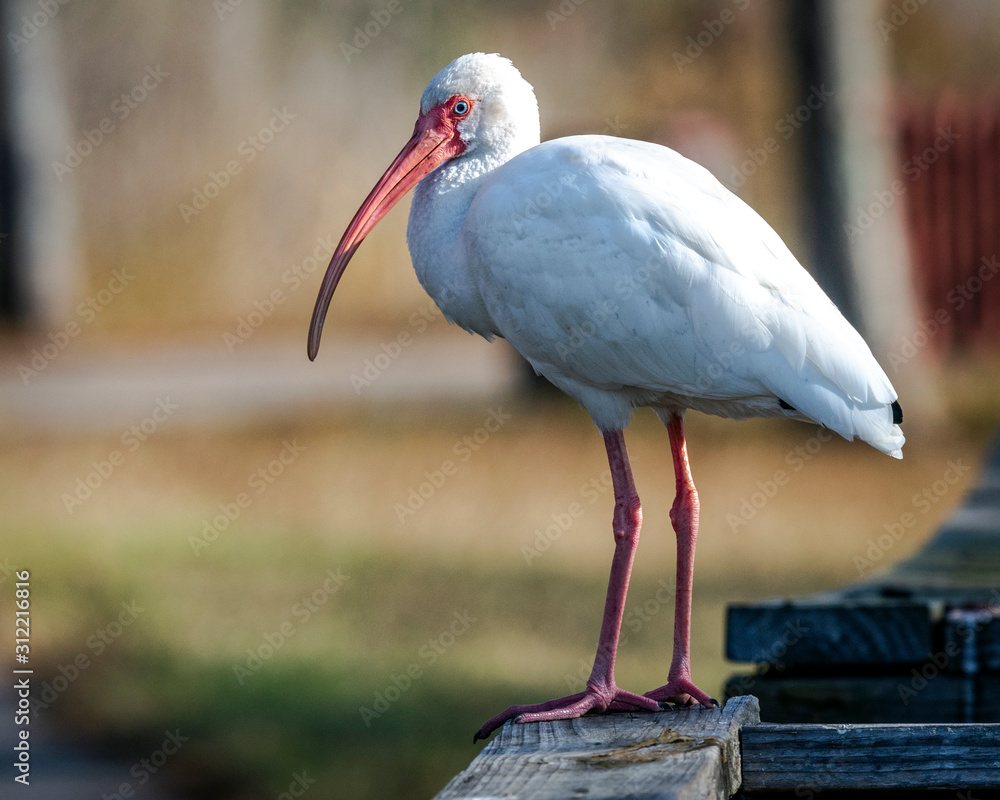 Obraz premium White Ibis on a handrail!