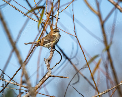 Yellow-rumped Warbler hiding in a tree along the nature trail!