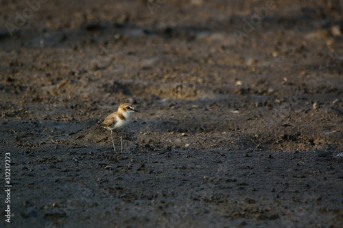 The Javan plover (Charadrius javanicus) is a species of bird in the family Charadriidae. It is endemic to Indonesia. Its natural habitats are sandy shores and intertidal flats