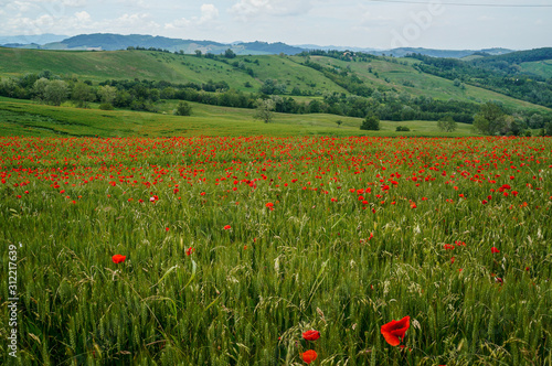 Countryside view in Italy photo