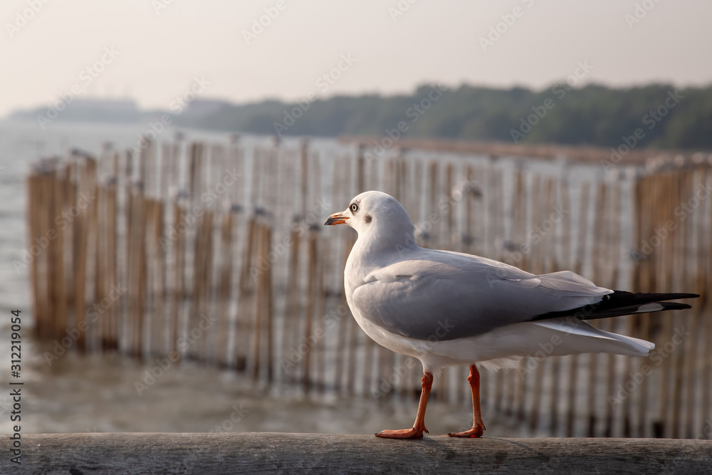 Obraz premium Seagulls standing on a cement fence by the sea at sunset at Bang Pu , Thailand. White bird are standing on the cement floor with sea background.